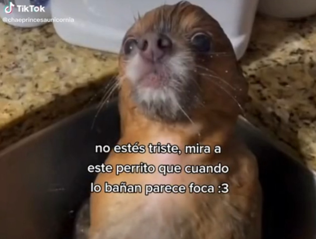 TikTok viraliza al perro foca, un perrito que al bañarse cambia