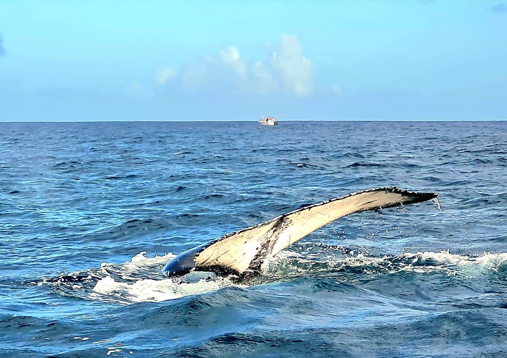 AVISTAMIENTO Y NADO CON DELFINES-CRYSTAL ROCK-BENITIERS ISLAND - Isla Mauricio: por y para el placer (8)