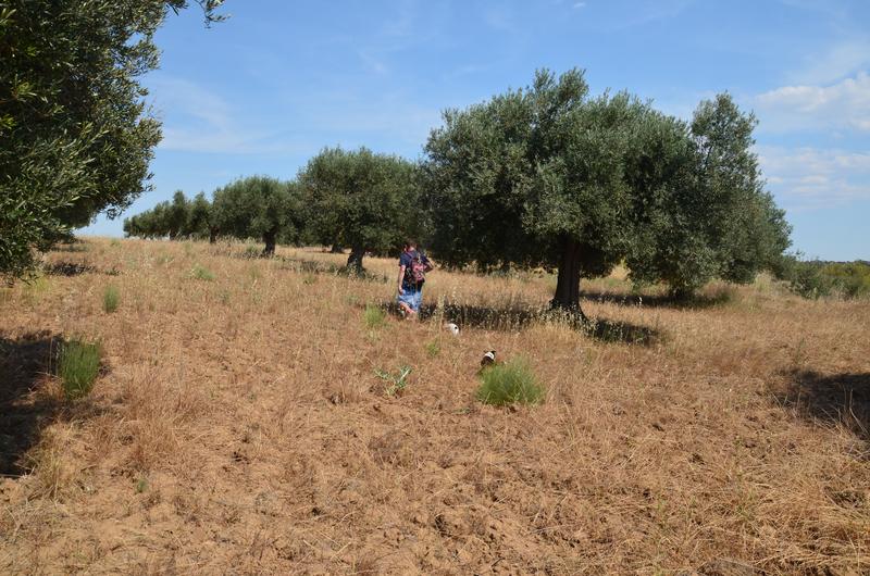EMBALSE DE VALDECAÑAS-2019/2023 - Extremadura y sus pueblos -2010-2023 (21)