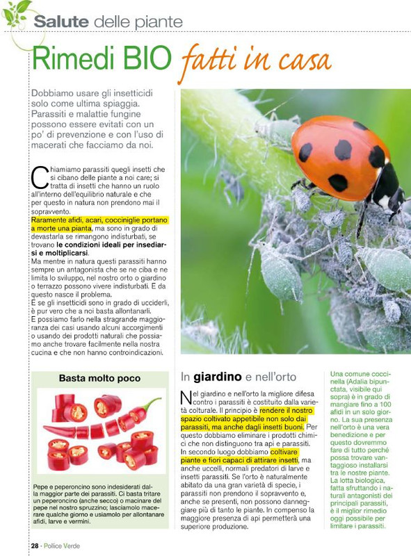 Pol Ver Mag 2020 (5)