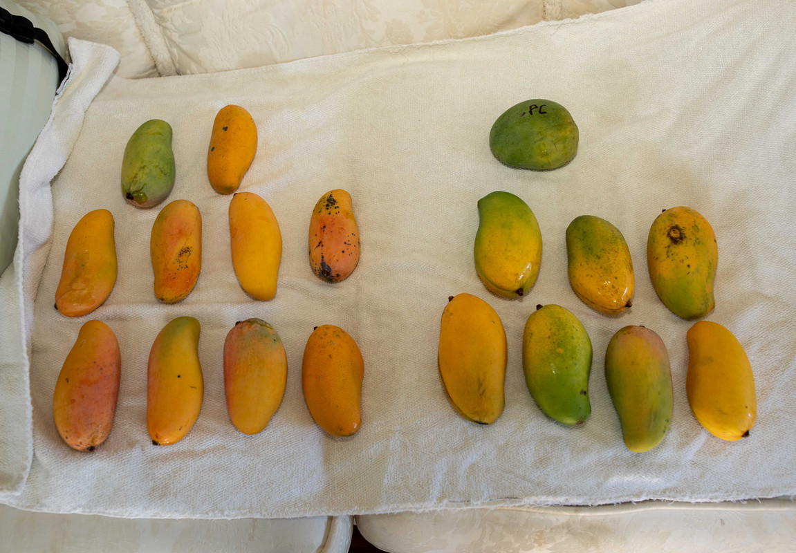 8U1A2848  Maha Chinok, Lemon Zest & PC Mangoes (7-1-24)