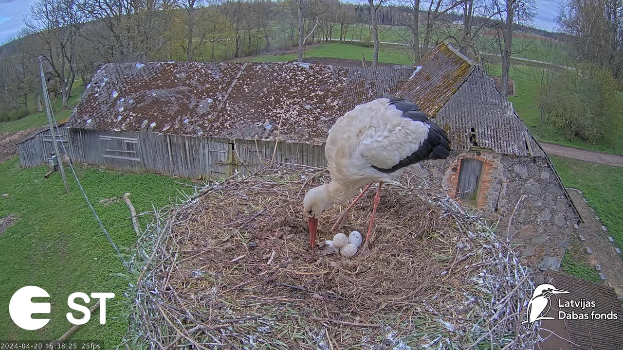 Baltie stārķi (Ciconia ciconia) Tukuma novadā - LDF tiešraide __ White storks in Tukums, Latvia 13-1