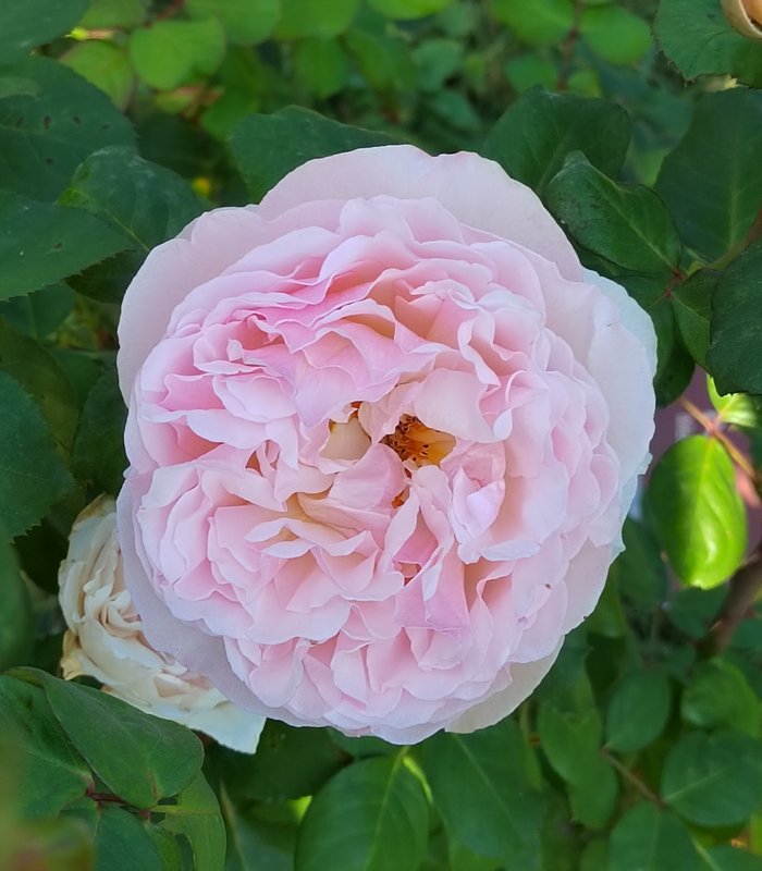 https://i.postimg.cc/Hx9JgCmb/024-IMG-20240918-115938-edit-281700378728580.jpg