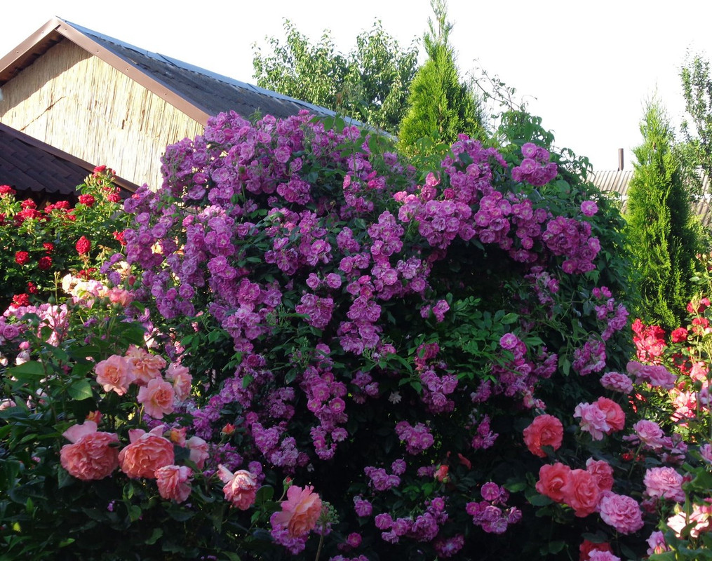 DSC05491