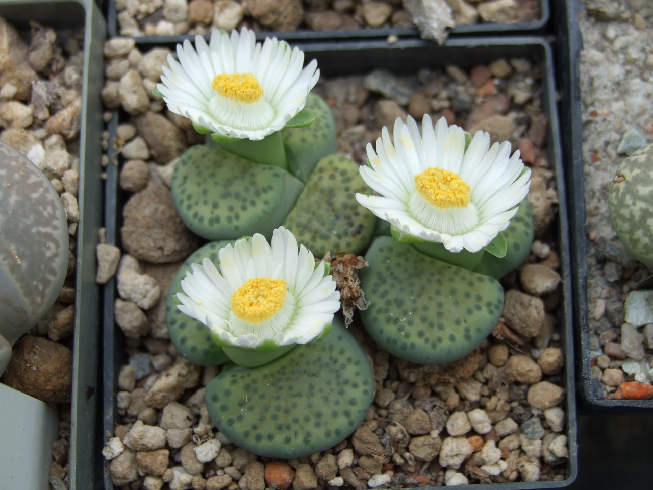 L fulviceps cv aurea (6)