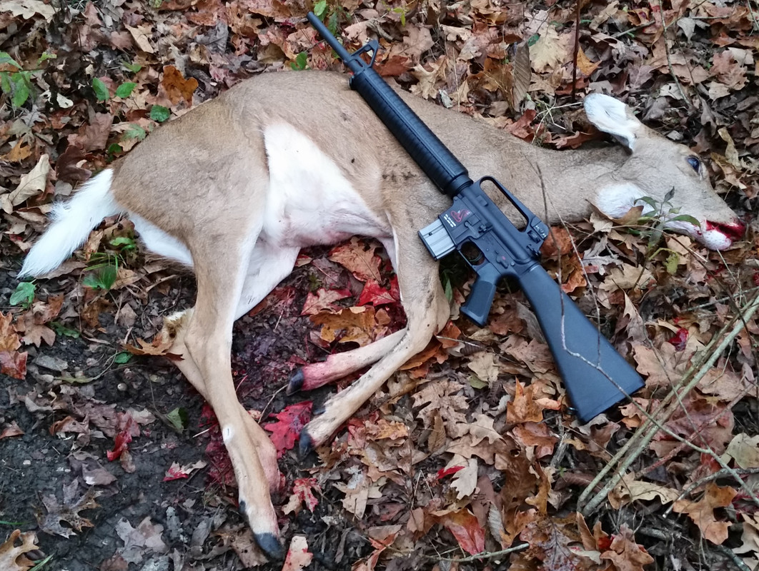 20171112_RVL Deer (1)