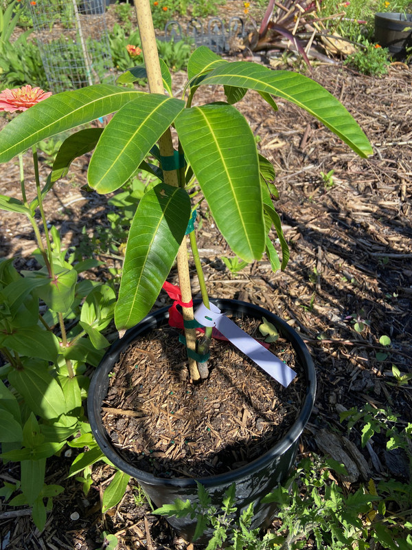 Mango 2