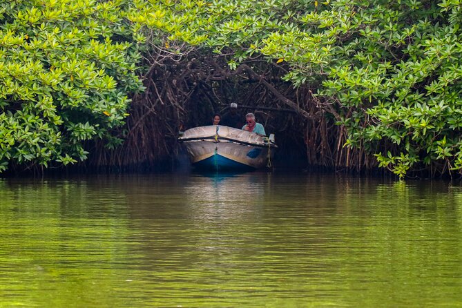 Mangrove Tunnels