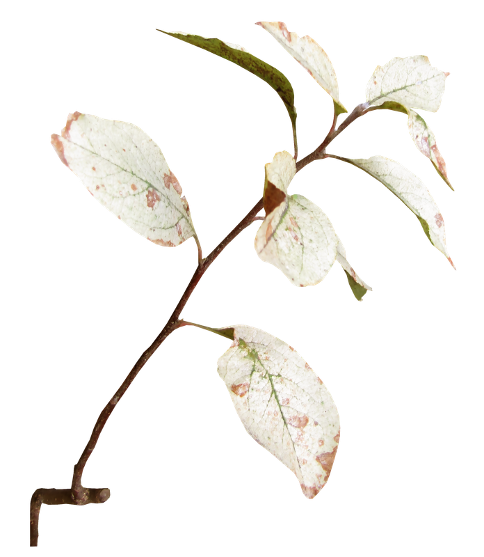 WINTER LOVE_DBJ-ELEM (62)