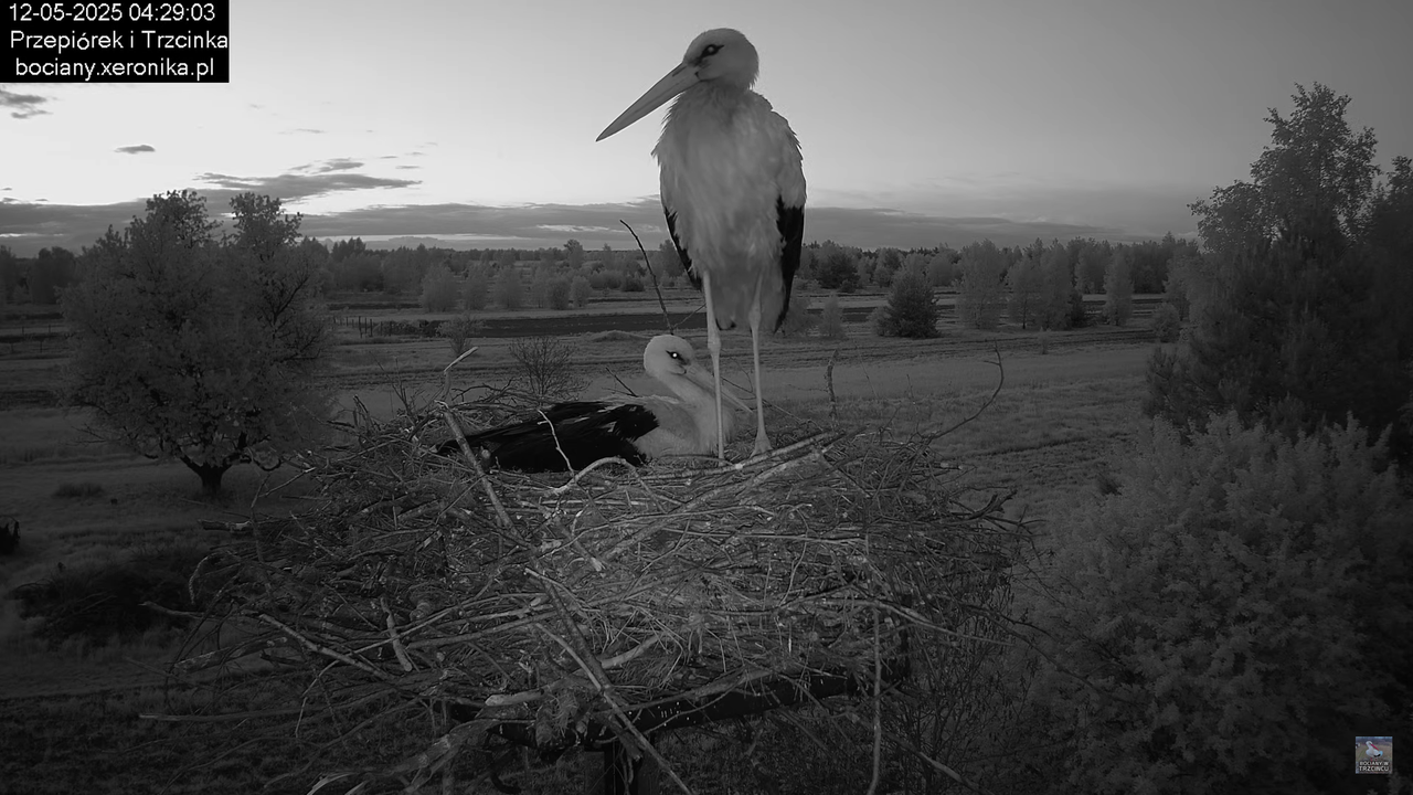 12052025bociany1