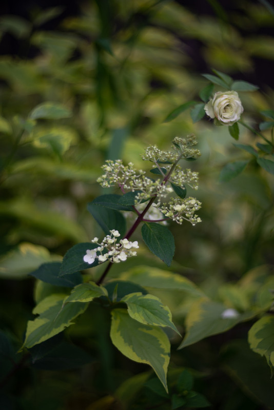 IMG-0964712a85f41630eec47bf4f88562b4-V