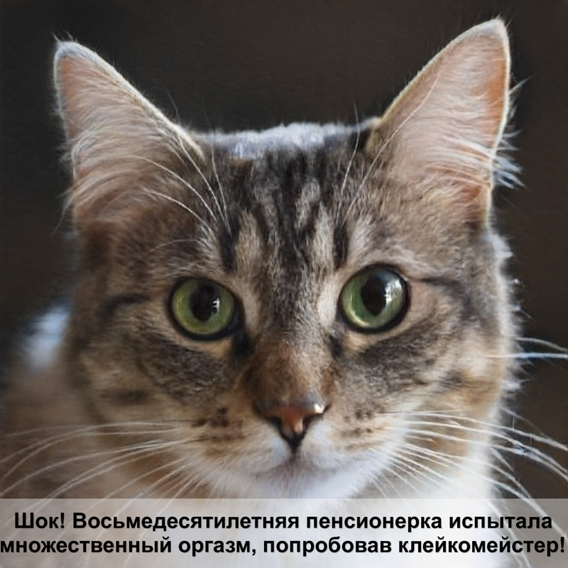 бурмы кошки окрасы