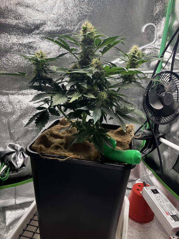 35E96BA5-9036-4EFC-98B7-0F14E002E593