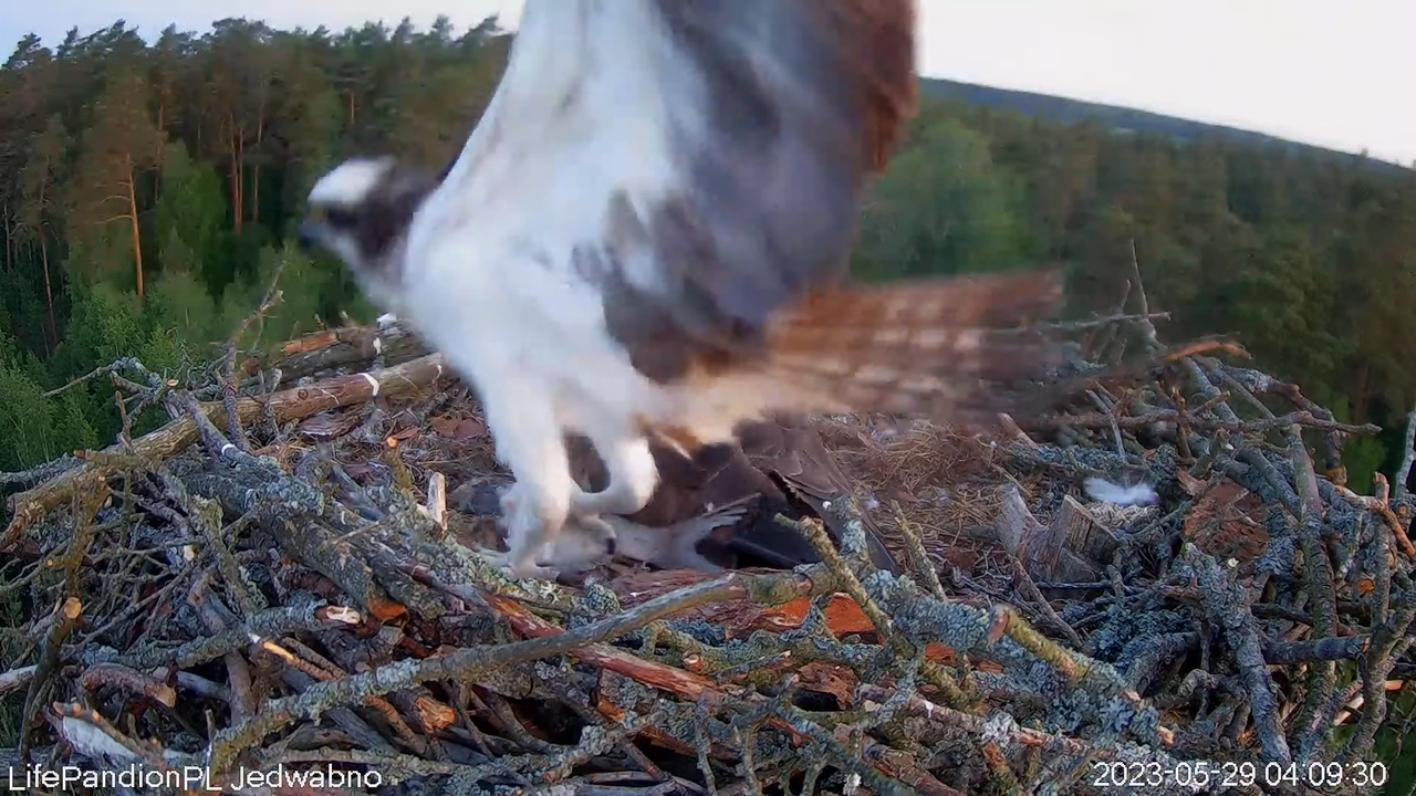 Rybołowy Online Puszcza Napiwodzko-Ramucka _ Ospreys Online in Napiwodzko-Ramucka Forest 9-38-4 scre