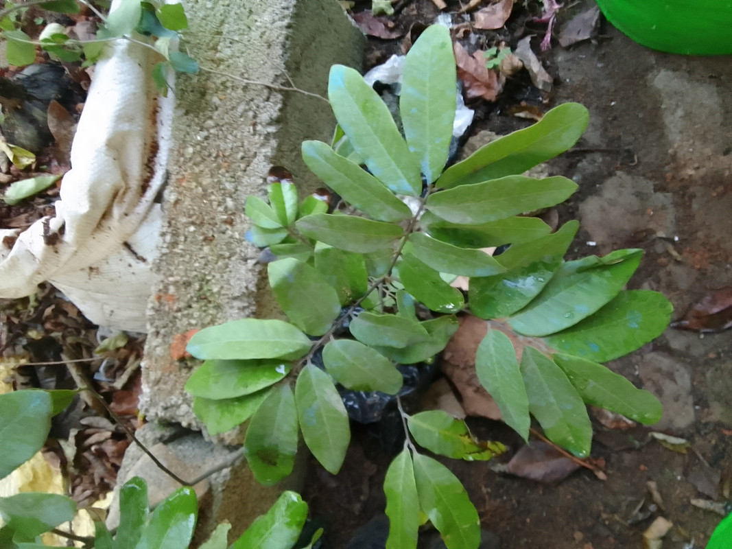 longan plant to be identified