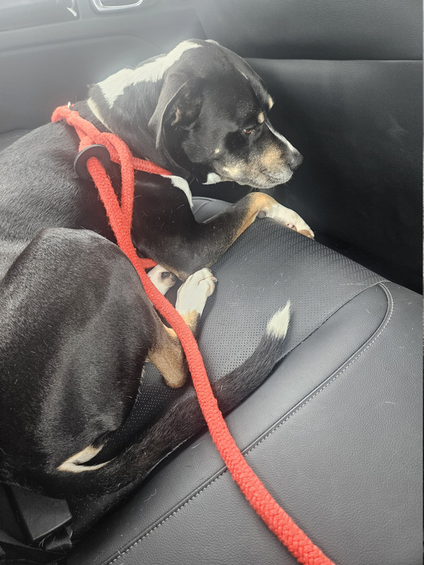 fat dog in the car.
