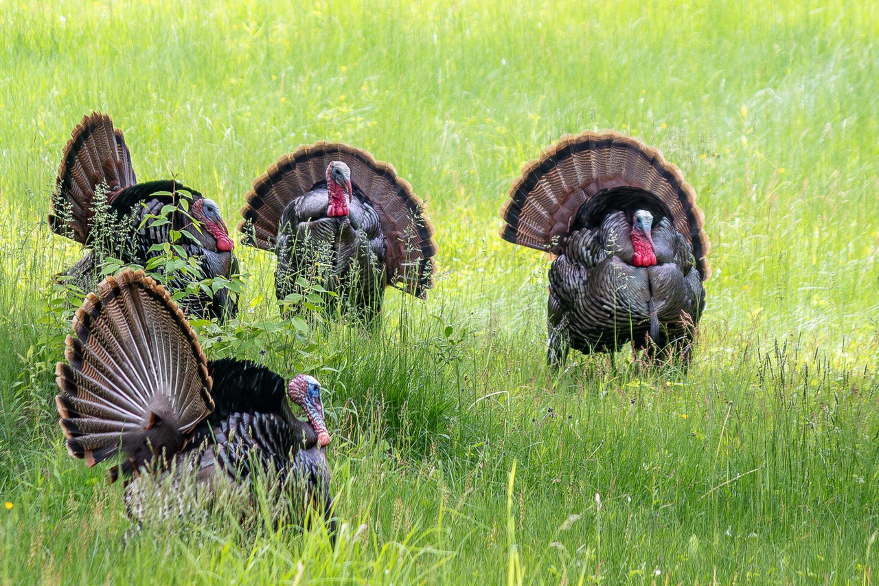 Turkeys