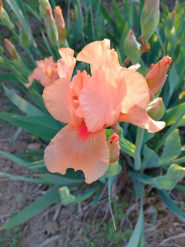 IMG_20240411_190505_HDR