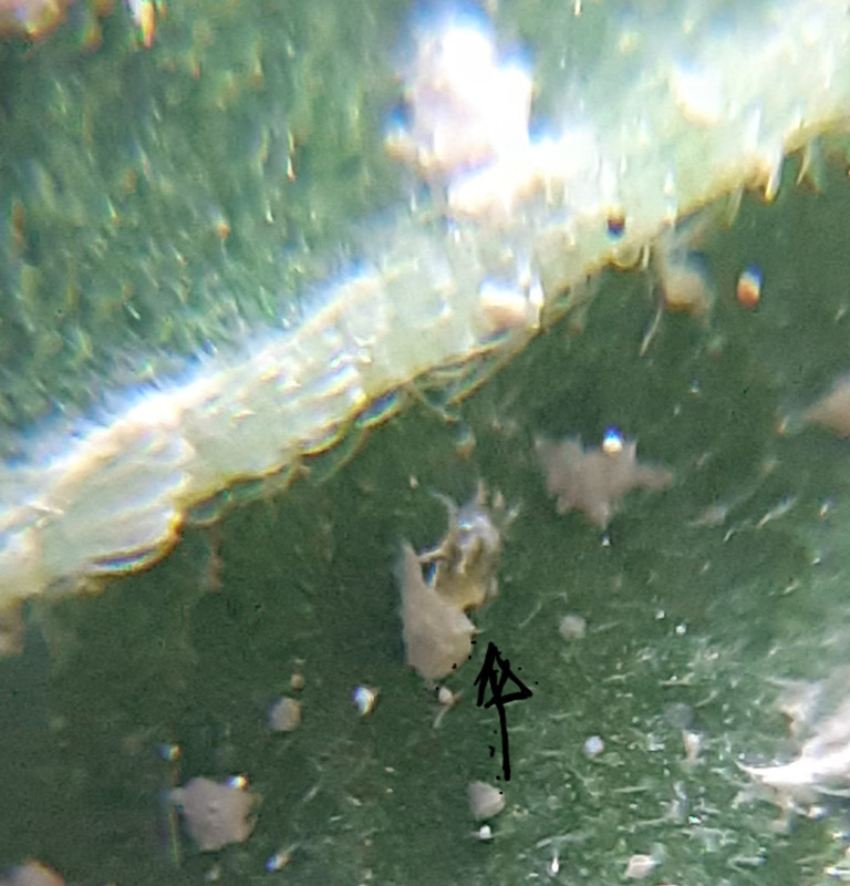 arañalaputaqlopario