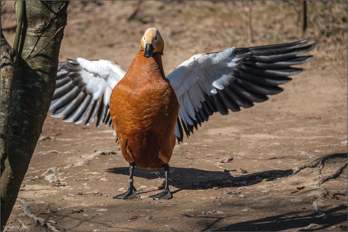 XT5A6697-Verbessert-RR 2025 Rombachweiher LR ERWZ FB