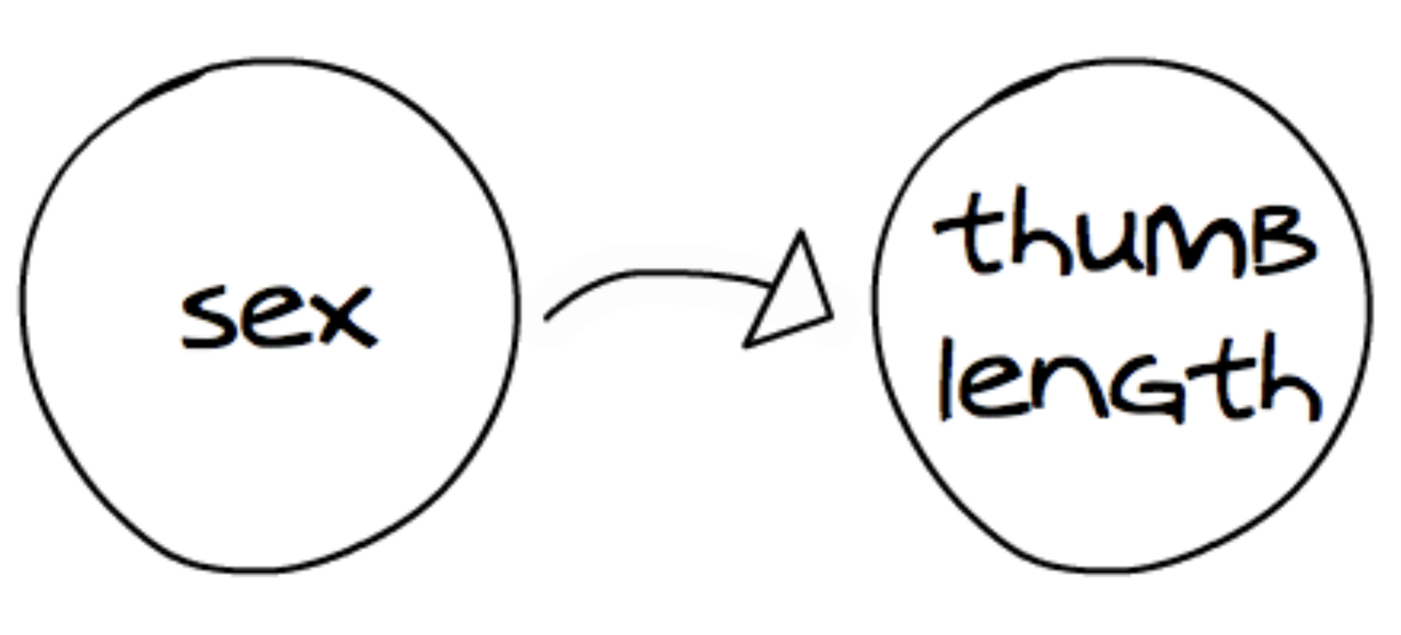 Diagram of the relationship between Sex and Thumb reprsented as a circle with the word 'sex' inside, with arrow pointing to a circle with the words 'thumb length' inside.