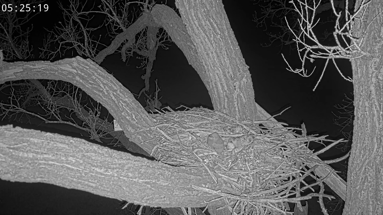 Bonijas un Klaida mājas — lielās ragainās pūces 13-52-19 screenshot