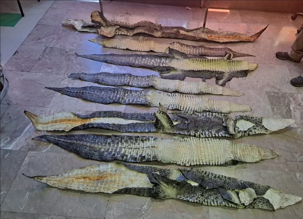 Descubren pieles de cocodrilo en empresa de mensajería del Estado de México