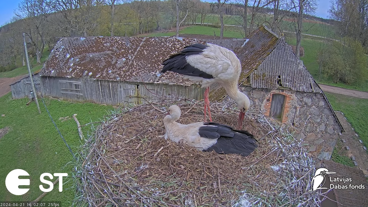 Baltie stārķi (Ciconia ciconia) Tukuma novadā - LDF tiešraide __ White storks in Tukums, Latvia 8-5-