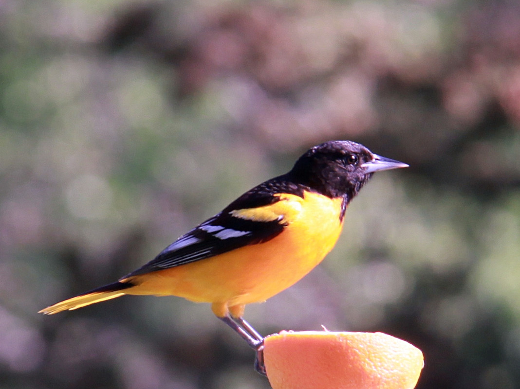 Oriole-0004.jpg