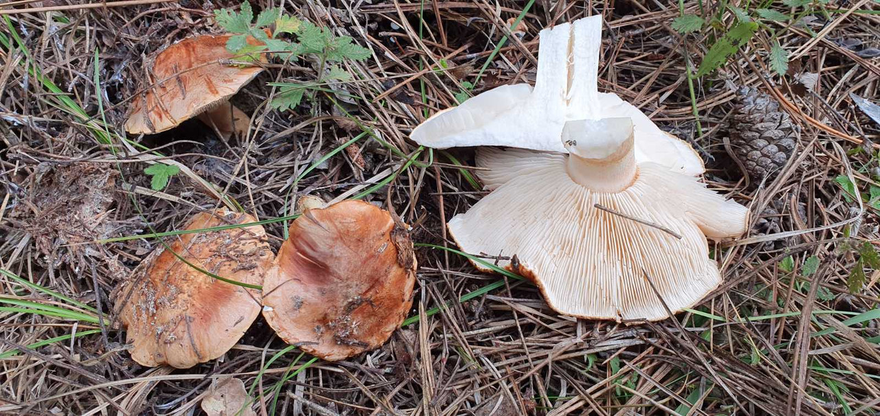 изображение_viber_2020-11-30_10-47-33