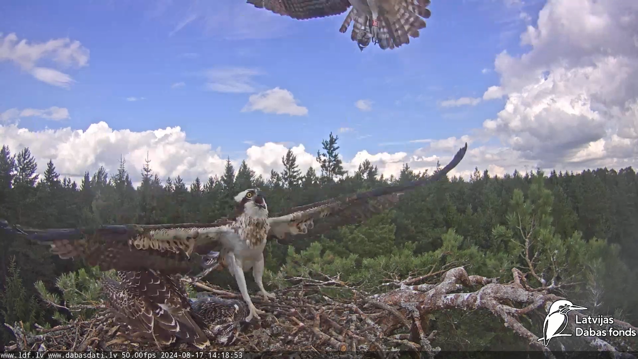 Zivju ērglis (Pandion haliaetus) Kurzemē - LDF tiešraide 6-36-18 screenshot (2)