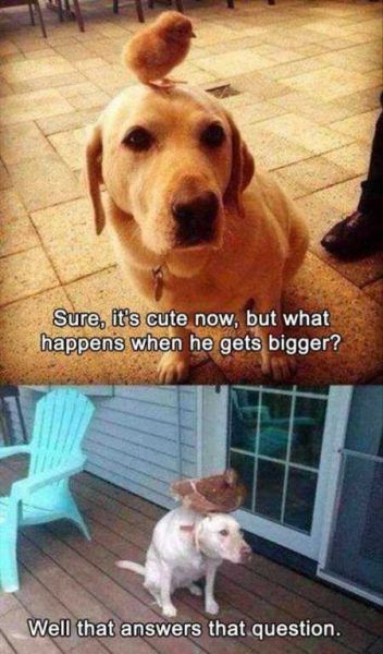 Dog Humor #2