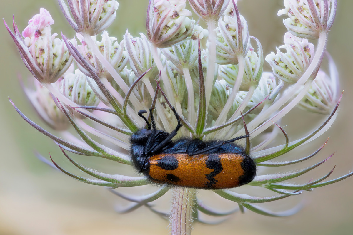 Mylabris variabilis (2)