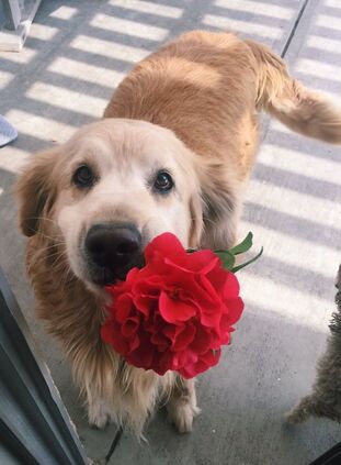 Flower-for-you-Dog