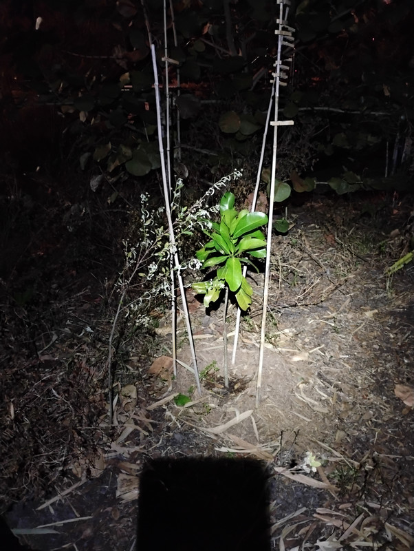 IMG 20260205 063740524