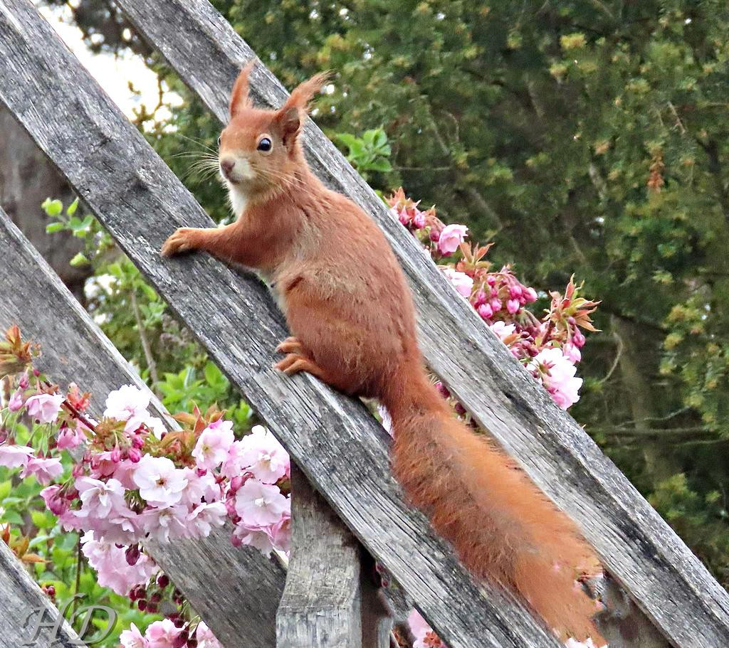 red-squirrel-HD-2.jpg