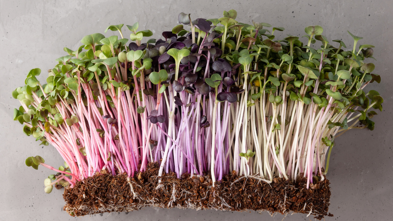 Radish Microgreens