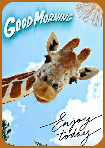 Giraffe-Good-Morning-Enjoy-Today