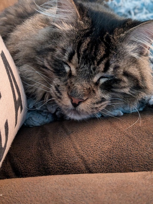 Juniorhappycat-XL-20240731-211547543-PORTRAIT.jpg