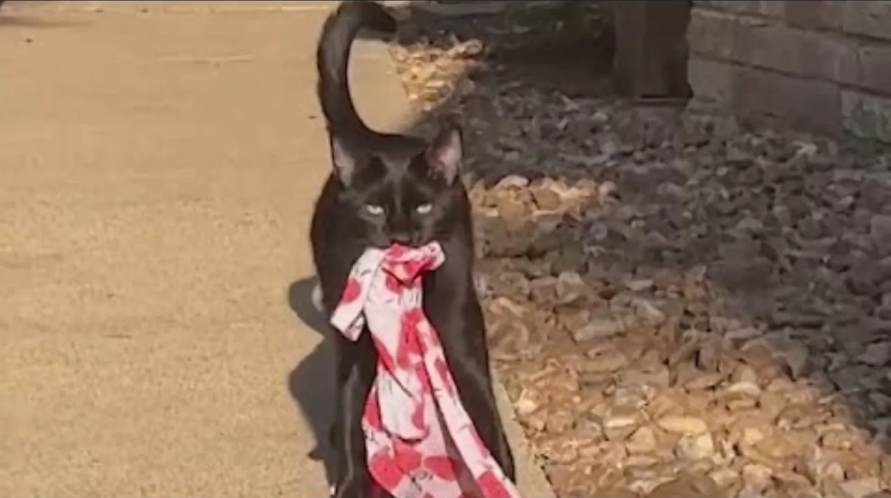 Se hace viral michi que robaba cosas y metió en problemas a su dueña