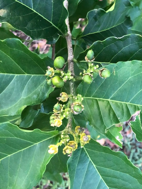 PB fruit 2