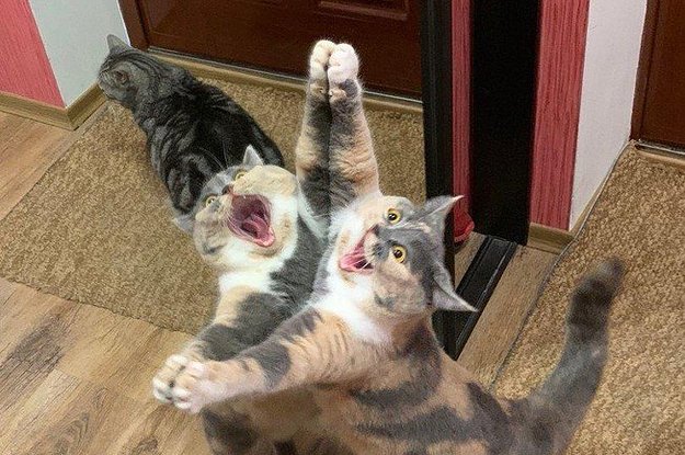 14-cat-posts-from-this-week-thatll-make-