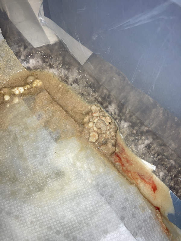 Strange Ball Python Poop