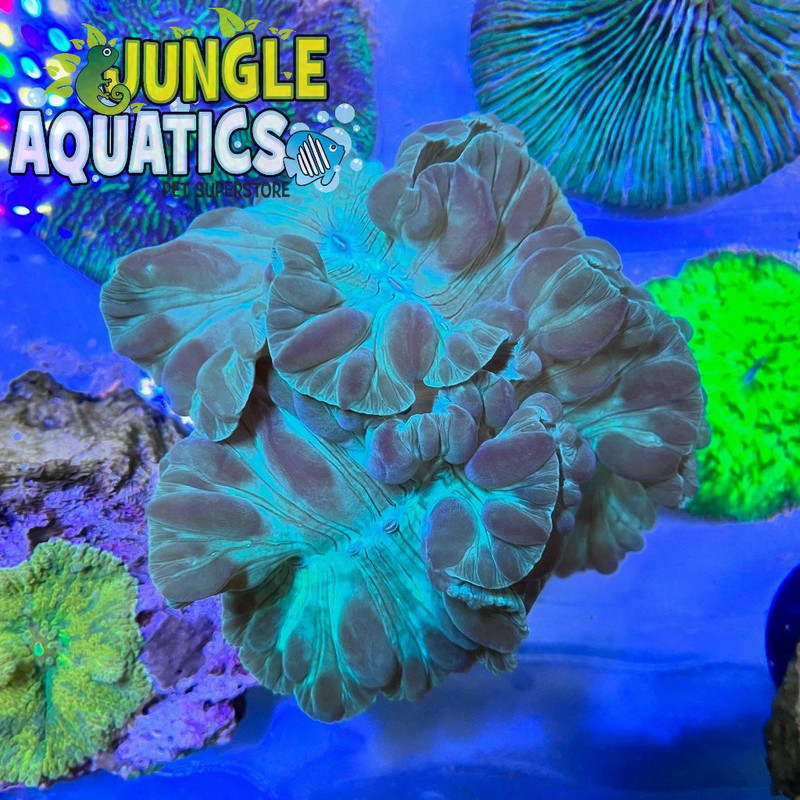 Coral Image