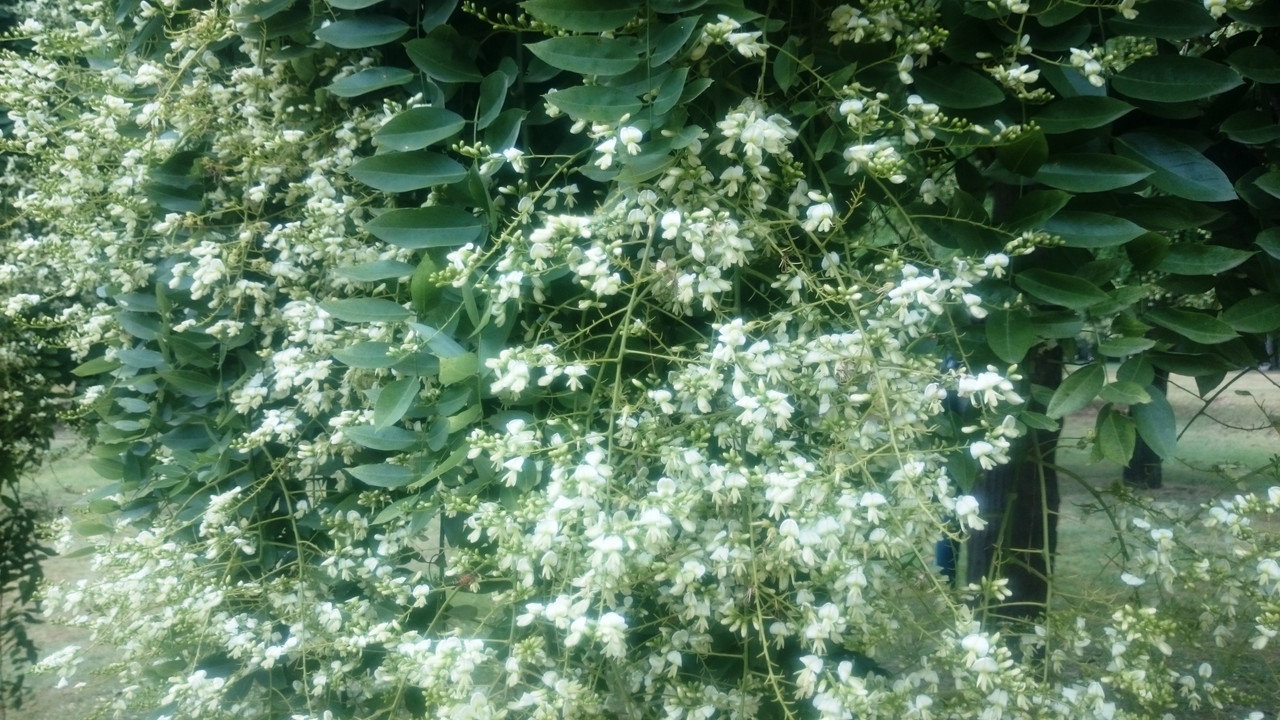 Аргентина (30)