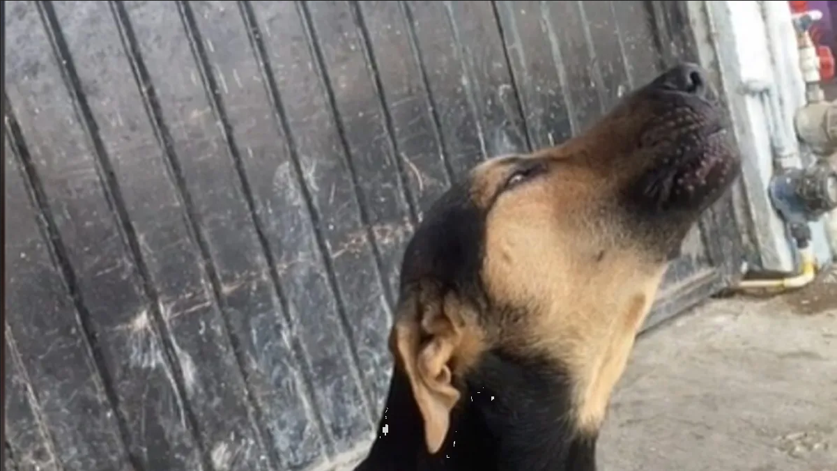 Perrito vendedor de pescados se hace viral: Video