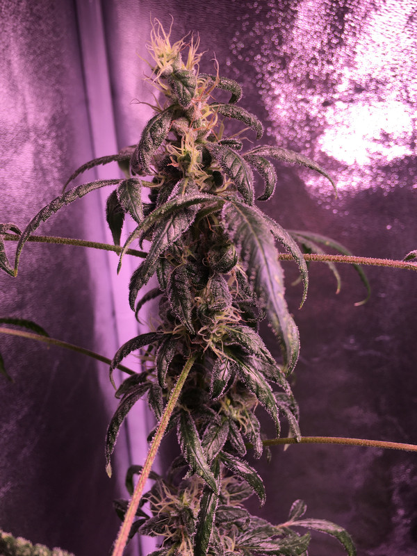 9BD3EE60-92D6-4D68-AA3F-FBB5F21D1ED3