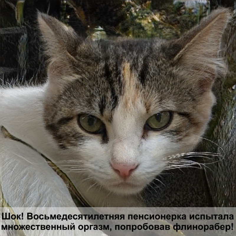 как сделать укол коту