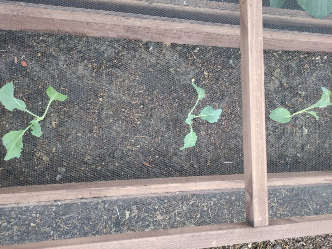 salad1.jpg