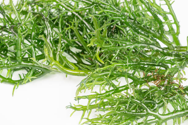 sea moss